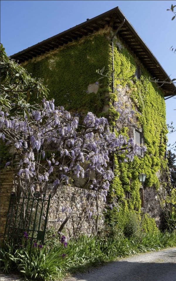 Chianti in Bloom